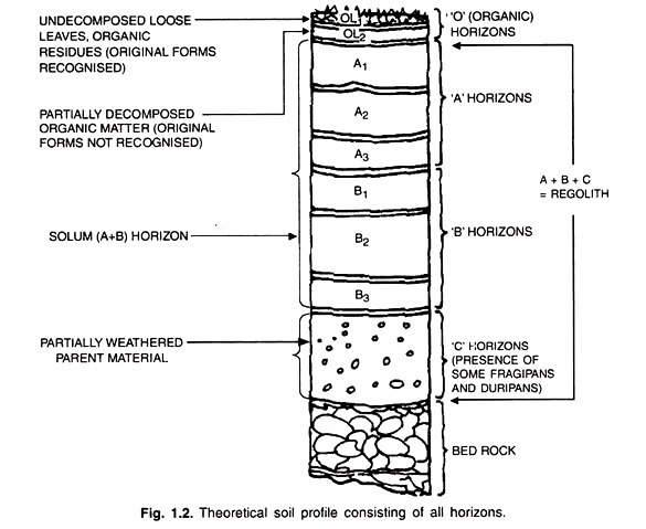 Soil Horizon Chart