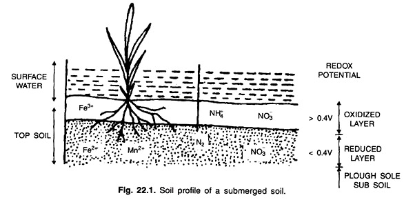 Soil Profile of a Submerged Soil