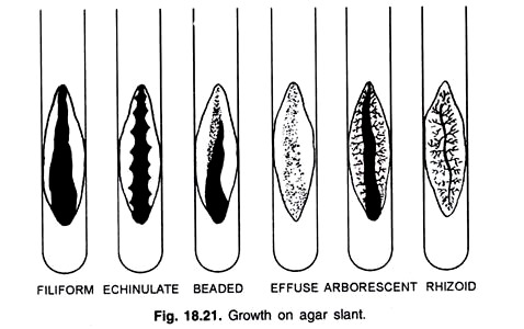 Growth on Agra Slant