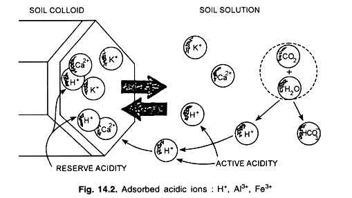 Adsorbed Acidic Ions