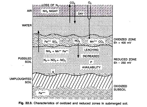 Characteristics of Oxidized and Reduced Zones in Submerged Soil