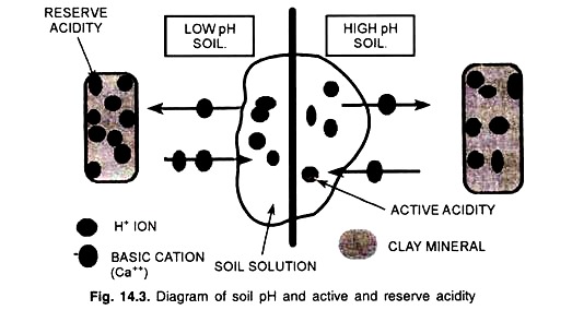 Diagram of Soil pH and Active and Reserve Acidity