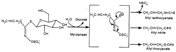 Myrosinase Activity in Soil