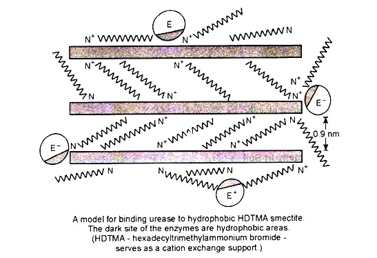 A Model for Binding Urease to Hydrophobic HDTMA Smectite